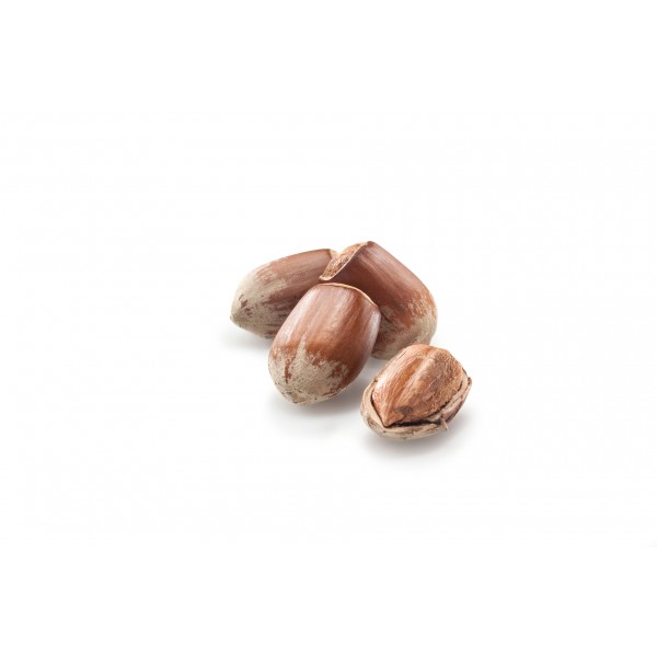 raw - dried nuts - HAZELNUT IN SHELL RAW NUTS